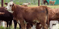 50 Beefmaster, Simbrah & Santa Gertrudis Rep. Heifers... Central TX