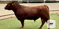 6 Angus & Red Angus Bulls for Sale or Lease... Central TX