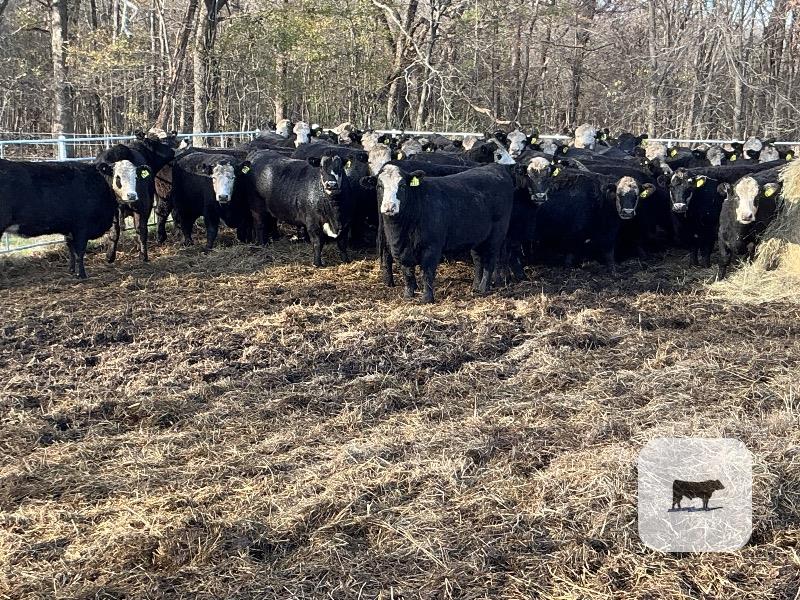 Cattle Range Listing Photo