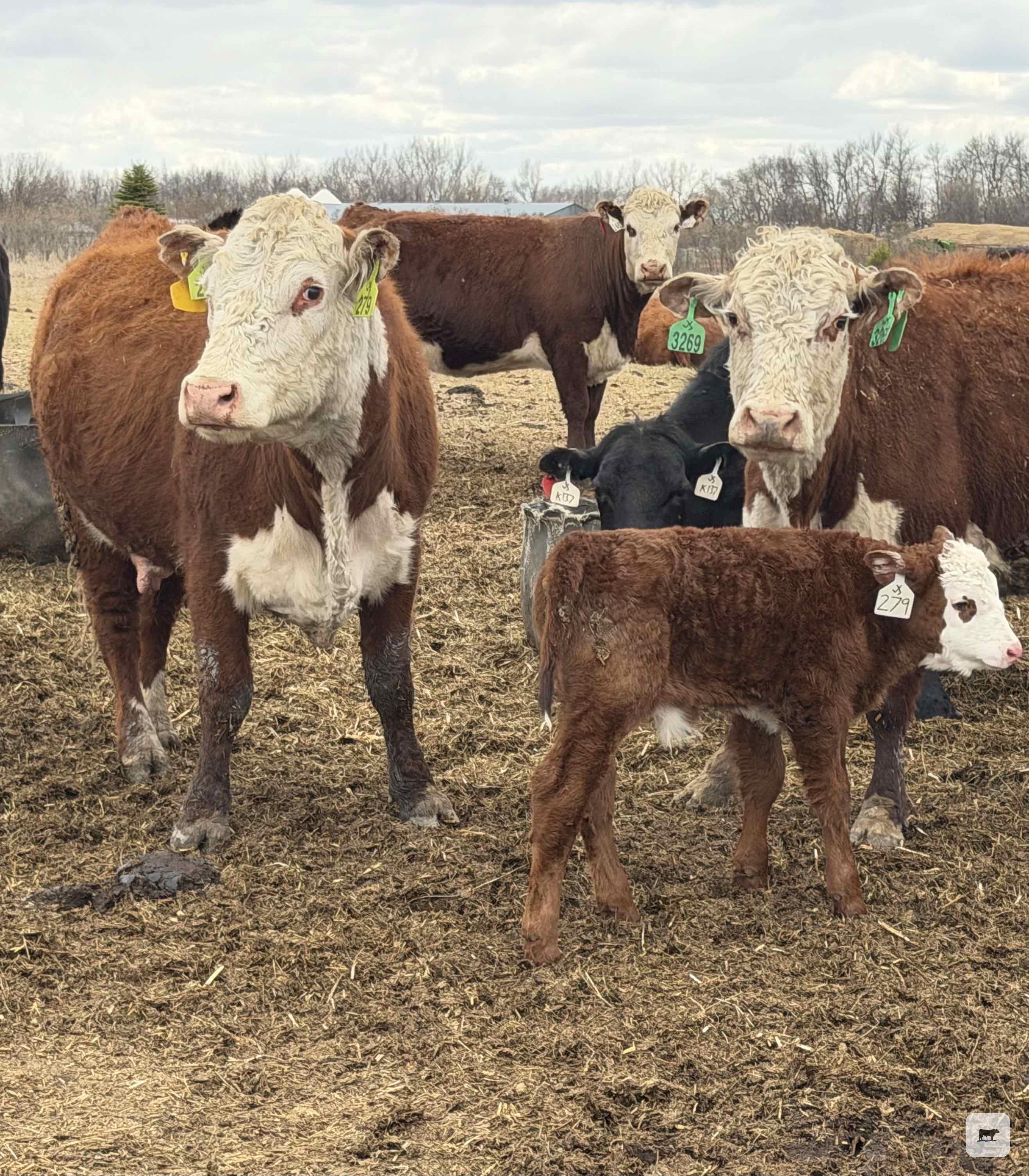 Cattle Range Listing Photo
