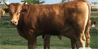 2 Reg. Fullbood Akaushi Bulls... Northeast TX