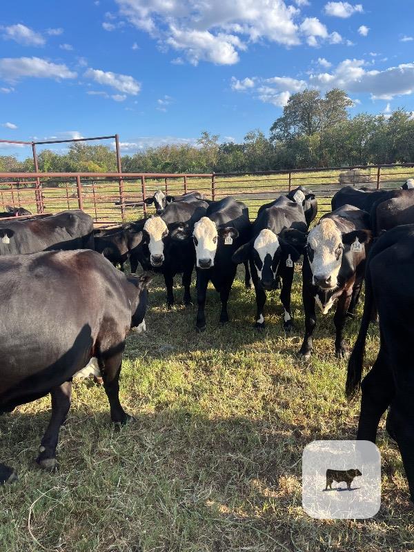 Cattle Range Listing Photo
