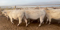 50 Reg. Charolais Cows & Bred Heifers... E. Central OK ~ BVD-PI Neg.