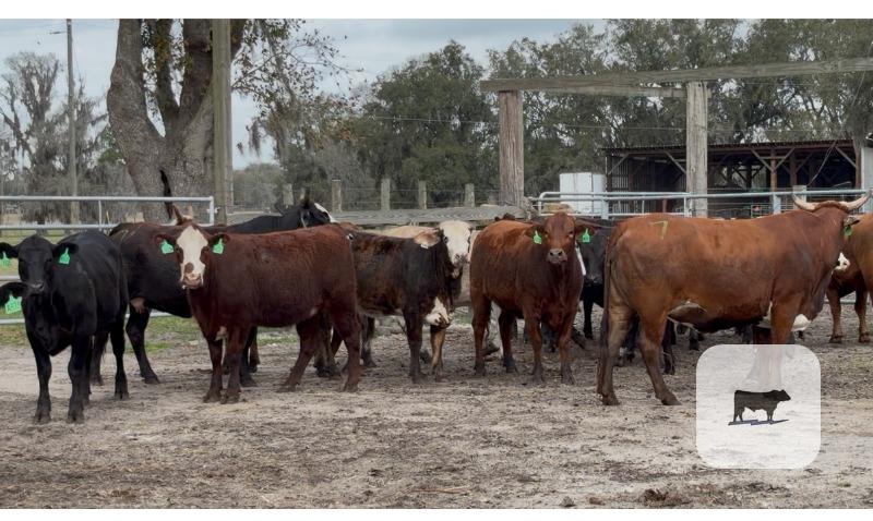 Cattle Range Listing Photo