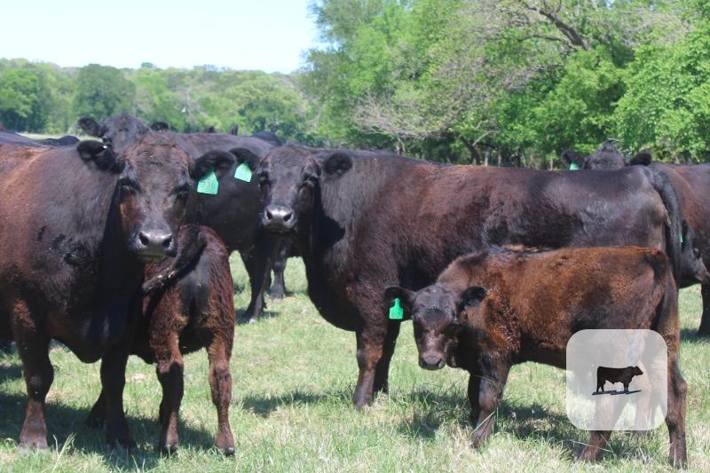 Cattle Range Listing Photo