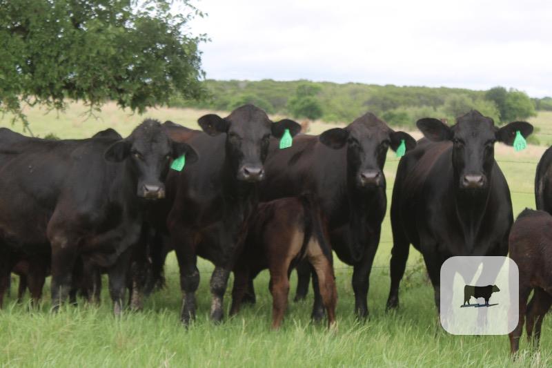 Cattle Range Listing Photo