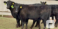 6 Angus & Angus Cross Bred Heifers... Central TX