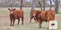 11 Red Angus/RWF Bred Heifers... Central TX