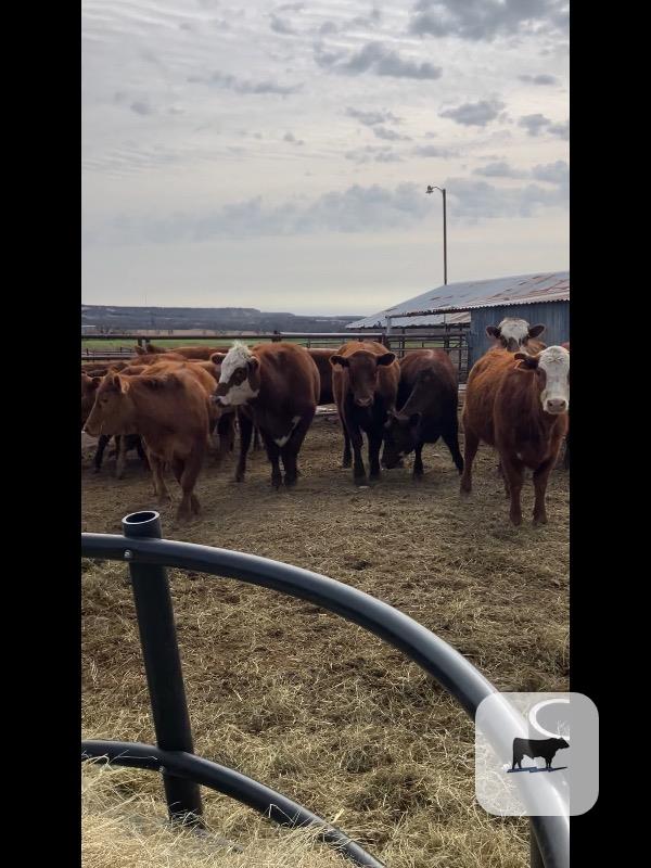 Cattle Range Listing Photo