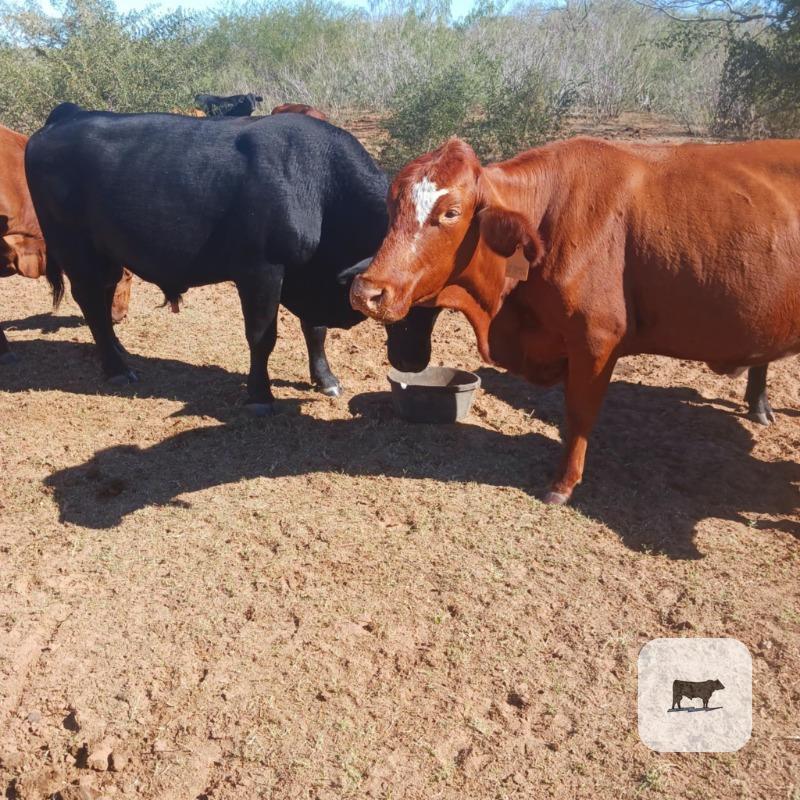 Cattle Range Listing Photo