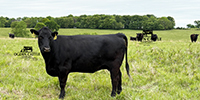 40 Angus & BWF Cows... Southwest MO