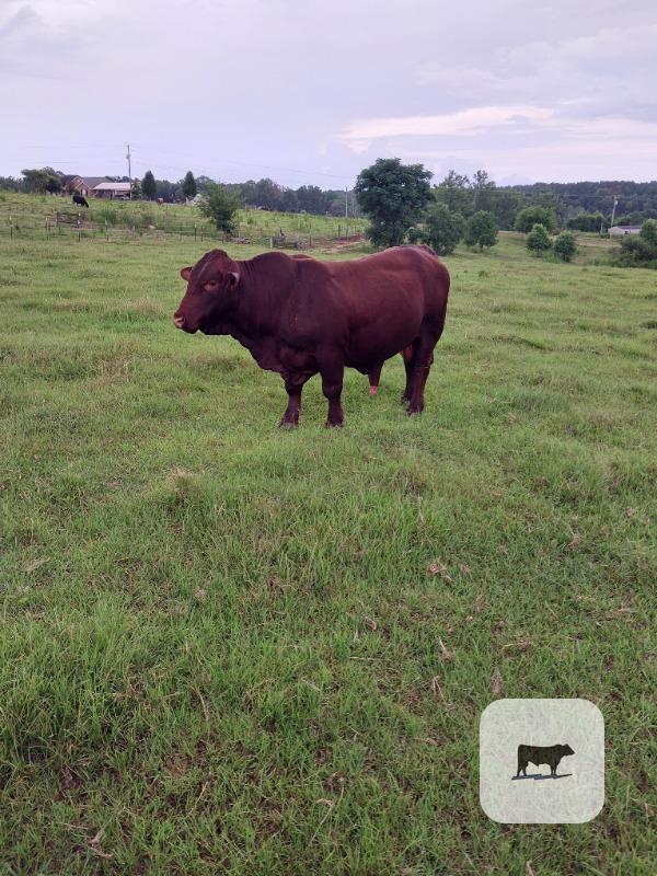 Cattle Range Listing Photo