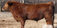 1 Reg. Red Angus Bull... S. Central OK ~ BVD-PI Neg.