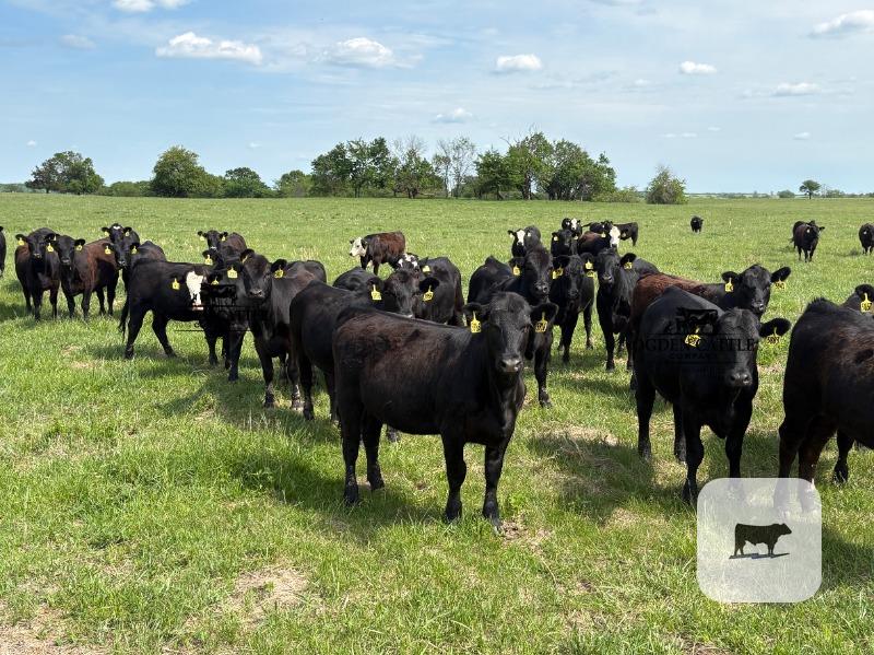 Cattle Range Listing Photo