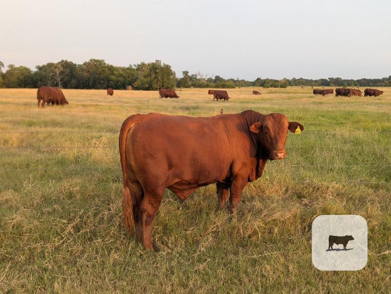 Cattle Range Listing Photo