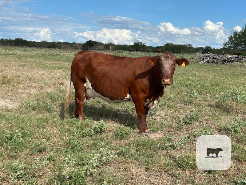 Cattle Range Listing Photo