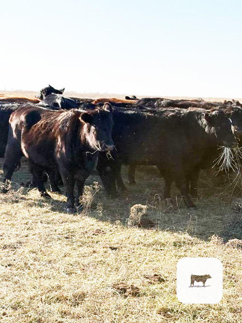 Cattle Range Listing Photo