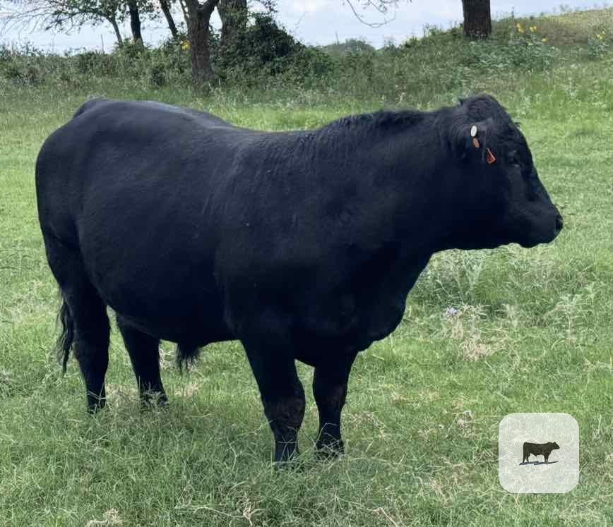 Cattle Range Listing Photo