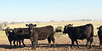 55 Angus Bred Heifers... Southwest MO