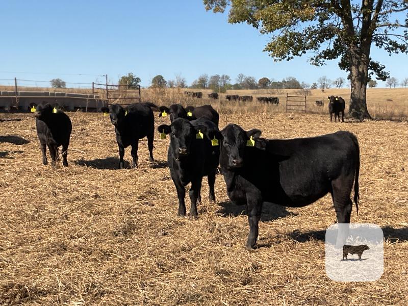 Cattle Range Listing Photo