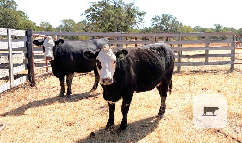 Cattle Range Listing Photo