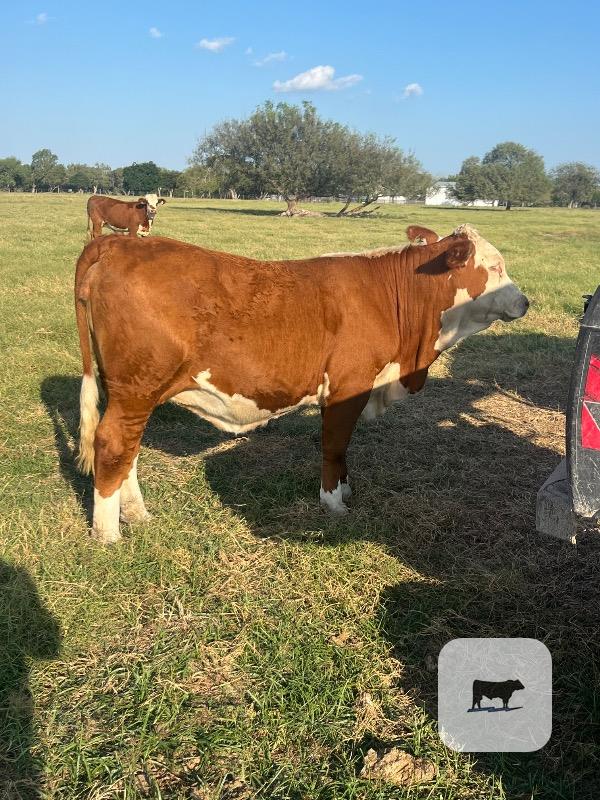 Cattle Range Listing Photo 5