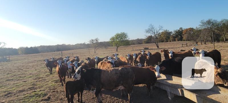 Cattle Range Listing Photo