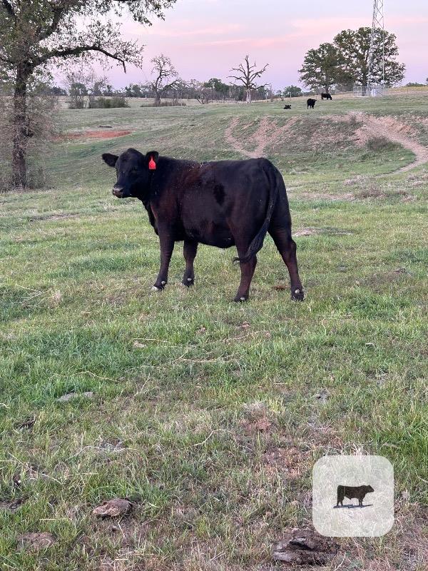 Cattle Range Listing Photo