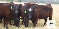 19 Angus/BWF Bred Heifers... Central TX