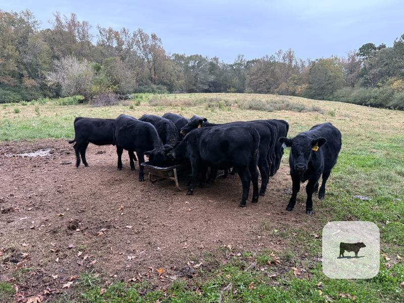 Cattle Range Listing Photo 2