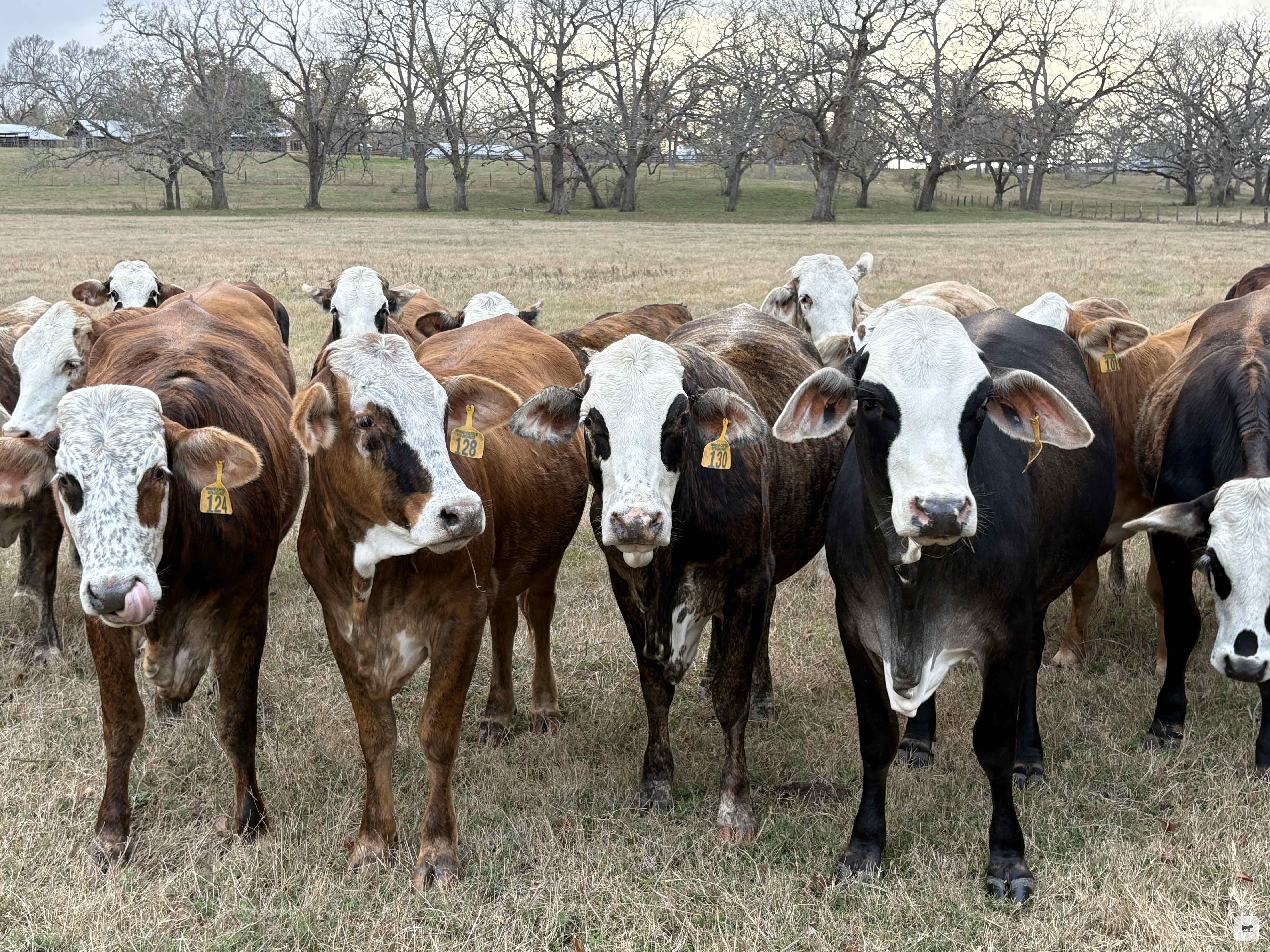Cattle Range Listing Photo