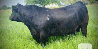 1 Reg. Angus Bull... S. Central LA