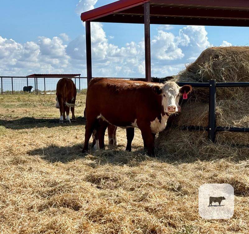 Cattle Range Listing Photo
