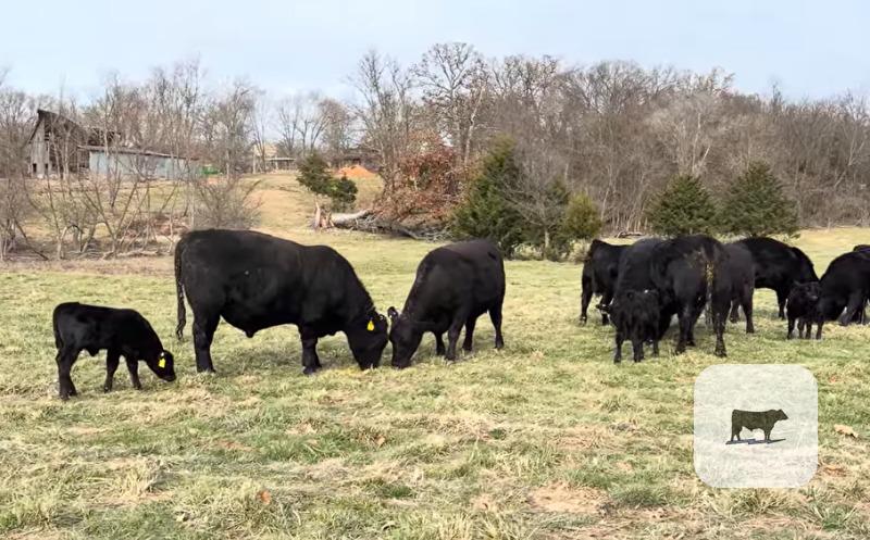 Cattle Range Listing Photo