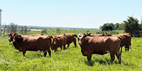 40 Red Angus & Red Baldy Cows... Southwest MO