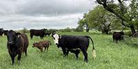 36 Angus & BWF Pairs... Southwest MO