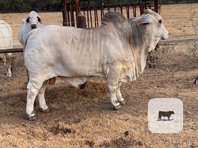 Cattle Range Listing Photo