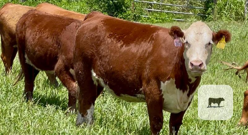 Cattle Range Listing Photo