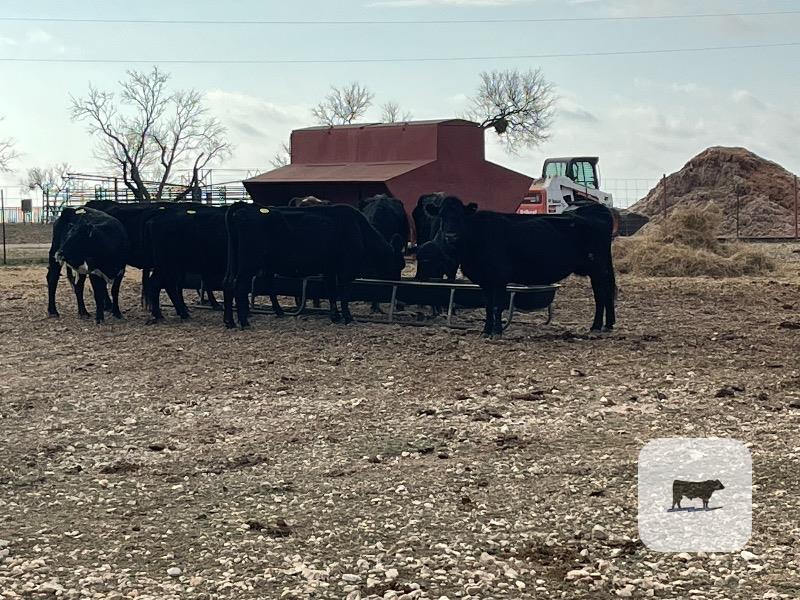 Cattle Range Listing Photo