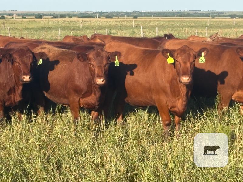 Cattle Range Listing Photo
