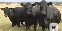 100	Angus Bred Heifers... Central TX