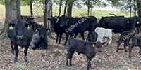 36 Angus & Black Baldy Pairs... Southwest MO