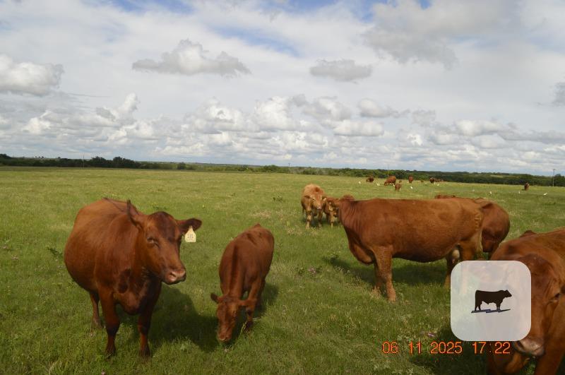 Cattle Range Listing Photo
