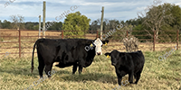 11 Angus & Black Baldy Pairs... Southwest MO
