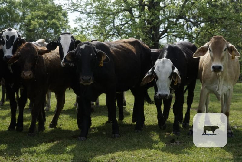 Cattle Range Listing Photo