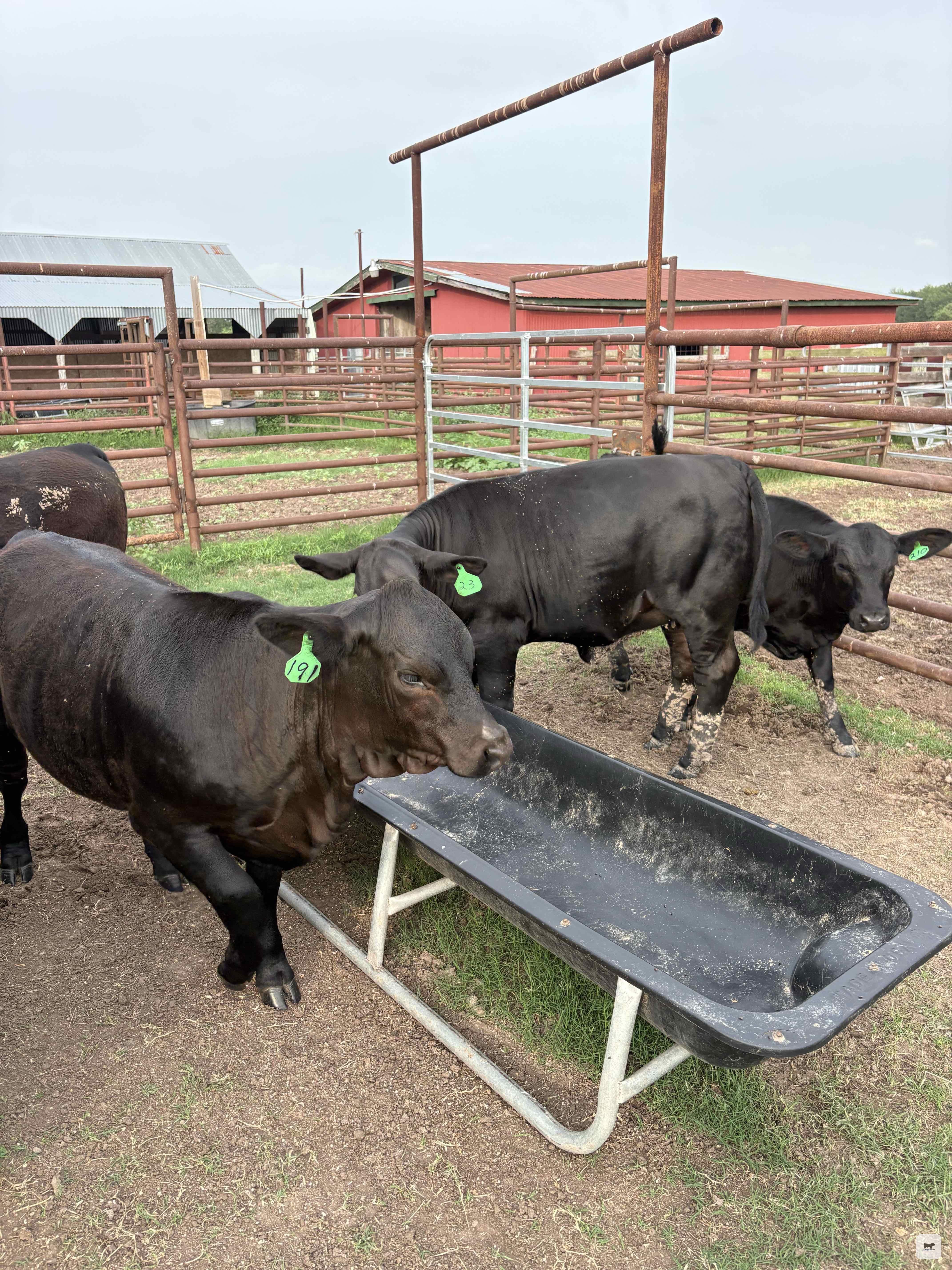 Cattle Range Listing Photo