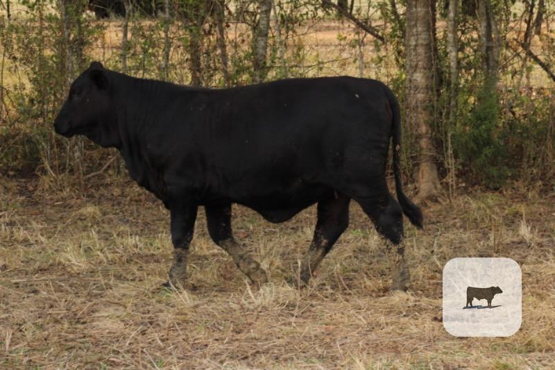 Cattle Range Listing Photo