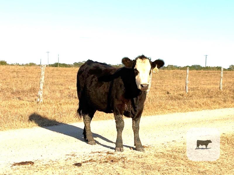 Cattle Range Listing Photo