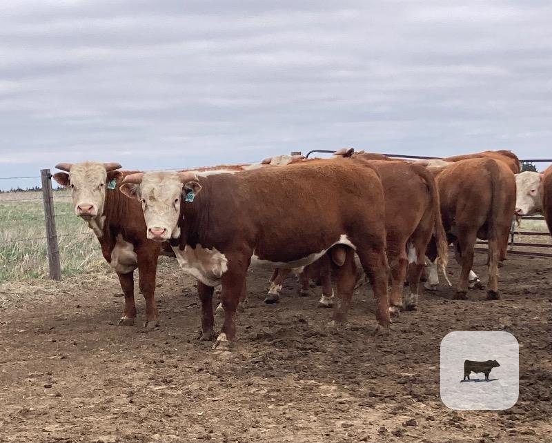 Cattle Range Listing Photo