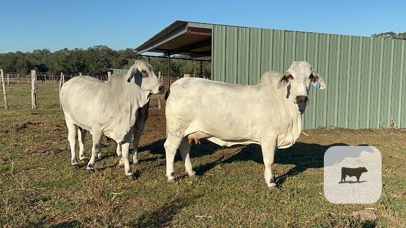 Cattle Range Listing Photo